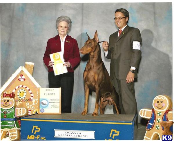 PR. INT. CH Southernwind Constantine Angel